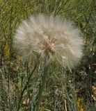 Tragopogon subspecies major