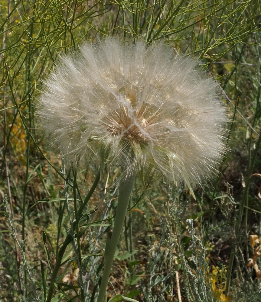 Изображение особи Tragopogon dubius ssp. major.