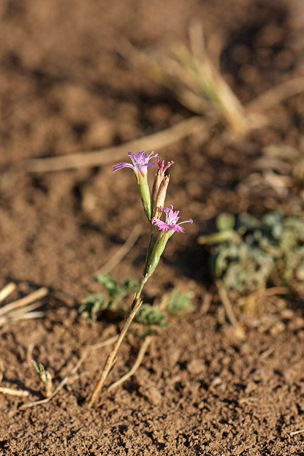 Image of Dianthus karataviensis specimen.