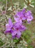 Rhododendron parvifolium