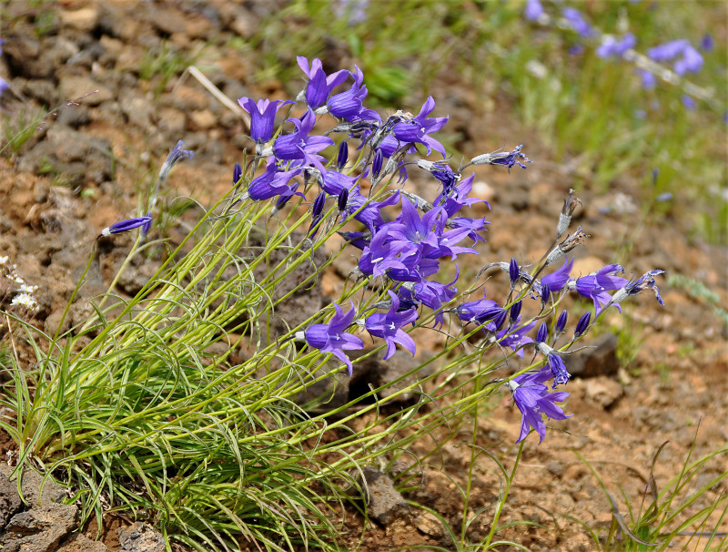 Изображение особи Campanula turczaninovii.