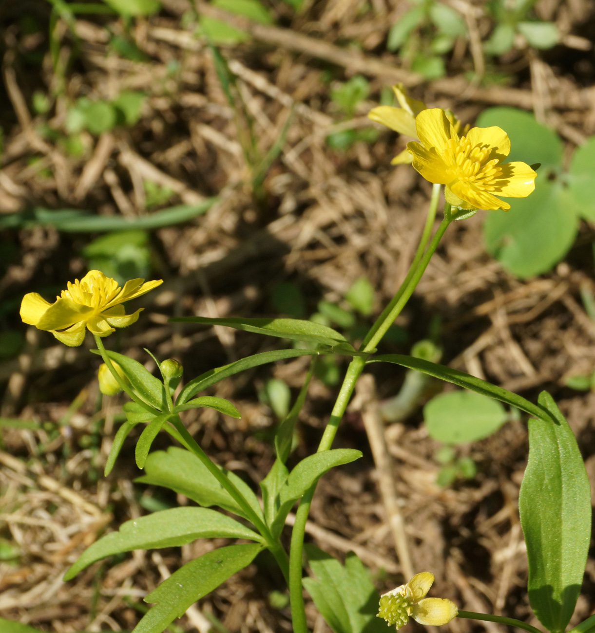 Изображение особи Ranunculus krylovii.