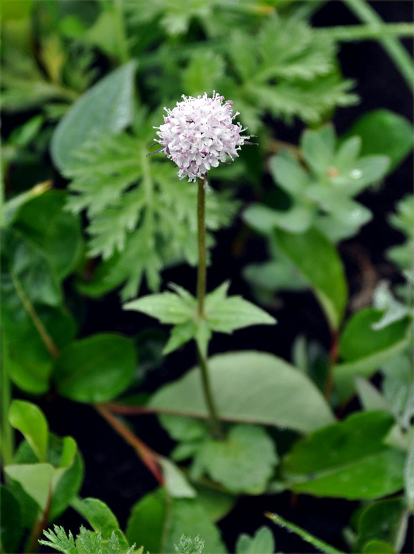 Image of Valeriana capitata specimen.