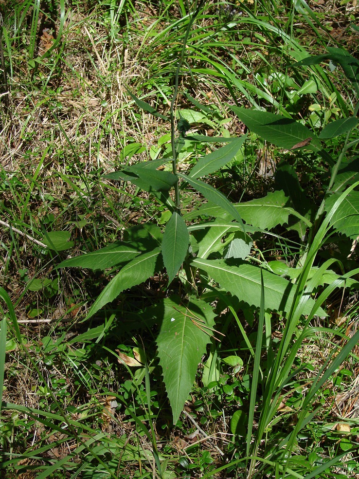 Image of Saussurea parviflora specimen.