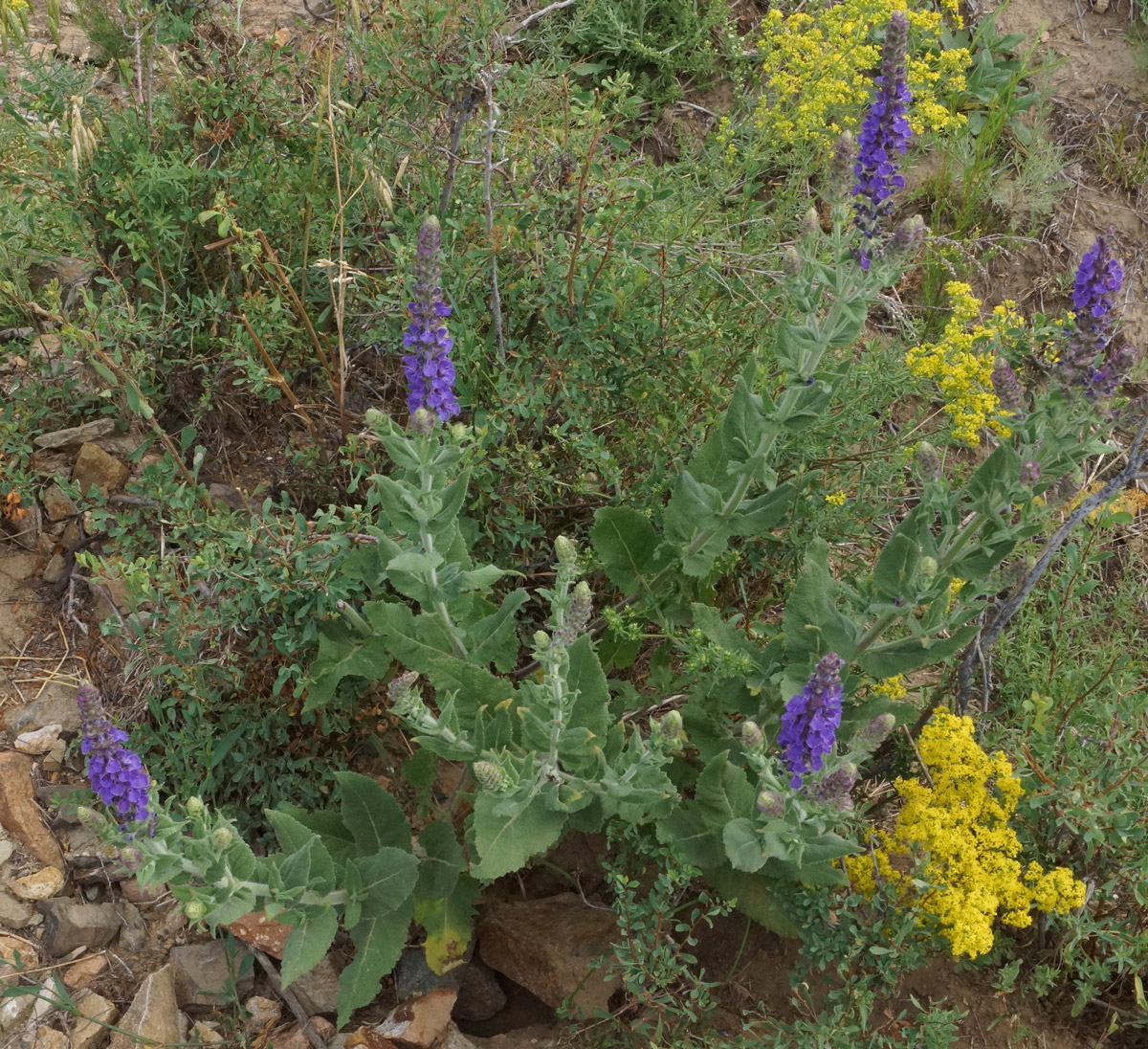 Изображение особи Salvia deserta.