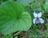 Viola epipsila. Цветок и часть листа. Ленинградская обл., Выборгский р-н, окр. ст. Лейпясуо, лес около садоводства \"Флора\". 22.05.2010.