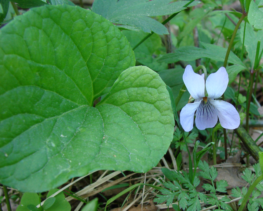 Изображение особи Viola epipsila.