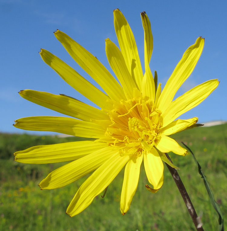 Изображение особи Tragopogon reticulatus.