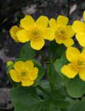 Caltha palustris