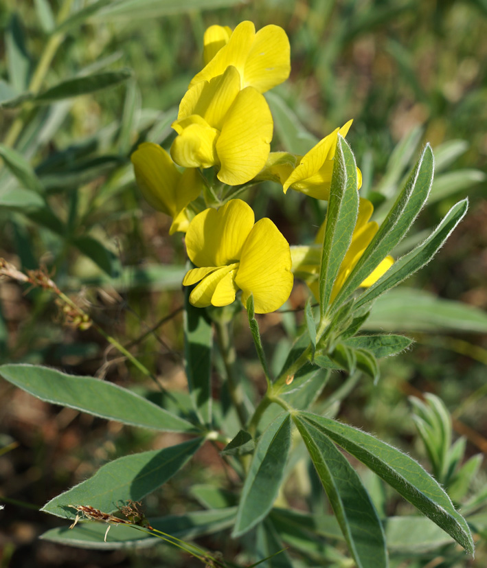 Image of Thermopsis lanceolata specimen.