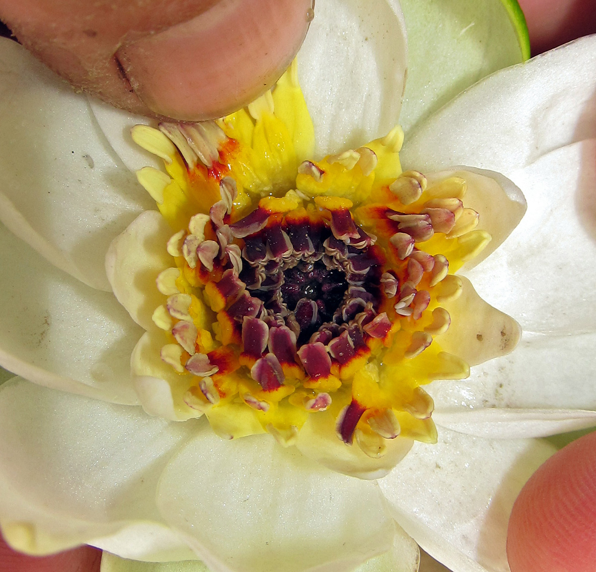 Image of Nymphaea tetragona specimen.