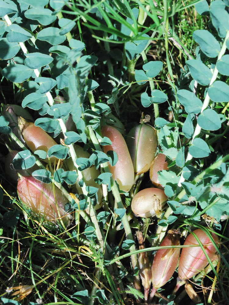 Image of Astragalus macronyx specimen.