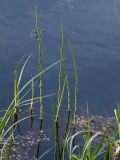 Equisetum fluviatile. Растения на мелкоодье. Санкт-Петербург, Пискарёвский парк. 29.05.2009.