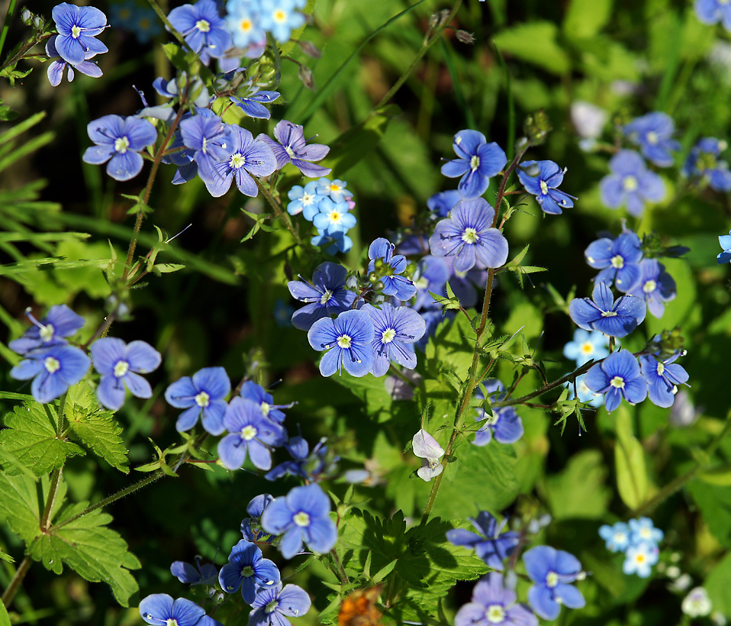 Image of Veronica vindobonensis specimen.