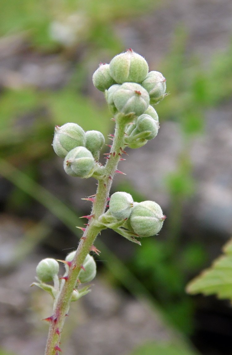 Изображение особи род Rubus.