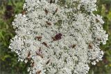 Daucus carota subspecies maximus. Часть соцветия с кормящимися и спаривающимися жуками. Греция, о. Крит, холмы в южной окр. Ретимно (Ρέθυμνο), обочина дороги, маквис. 02.05.2014.