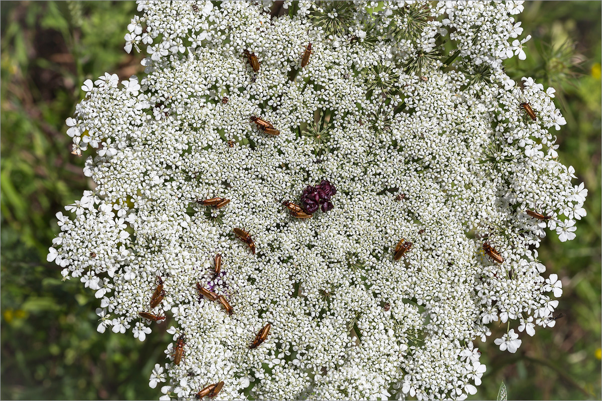 Image of Daucus carota ssp. maximus specimen.