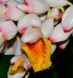 Alpinia zerumbet. Соцветие с бутоном и цветком. Израиль, Шарон, г. Тель-Авив, ботанический сад тропических растений. 02.05.2016.