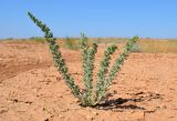 Salsola foliosa