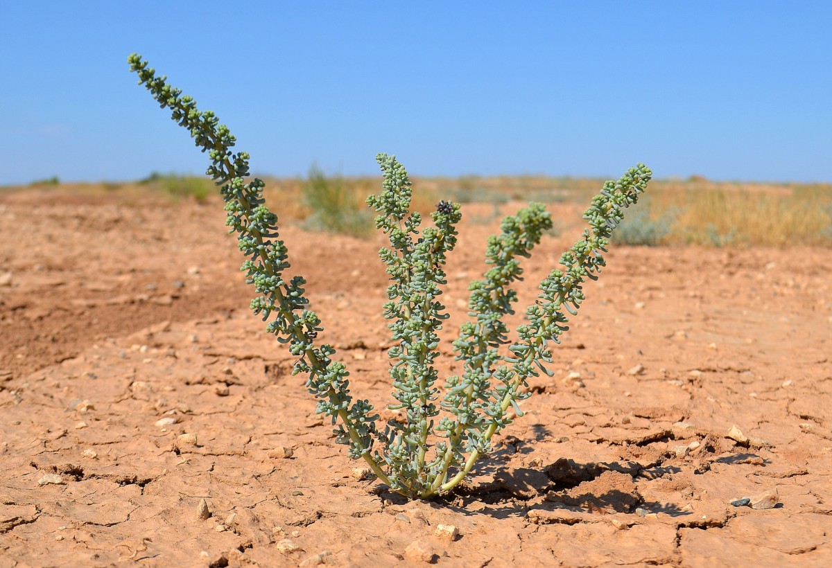 Изображение особи Salsola foliosa.