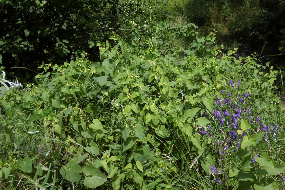 Изображение особи Aristolochia clematitis.