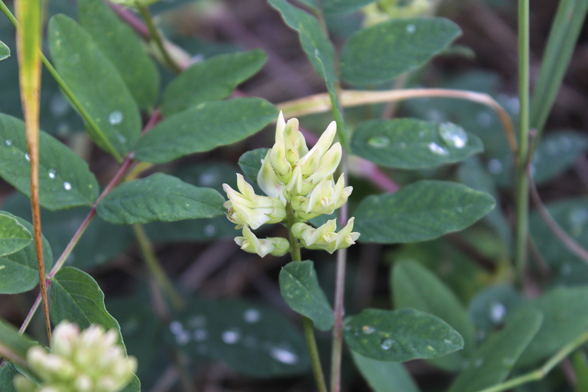 Image of Astragalus glycyphyllos specimen.