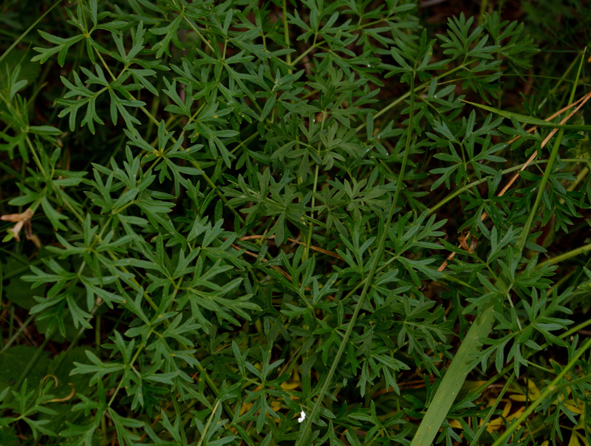 Image of Xanthoselinum alsaticum specimen.