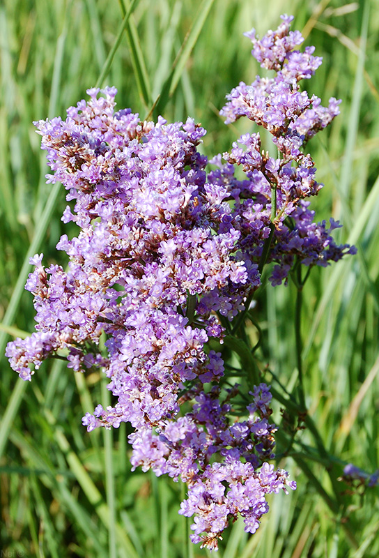 Image of Limonium gmelinii specimen.