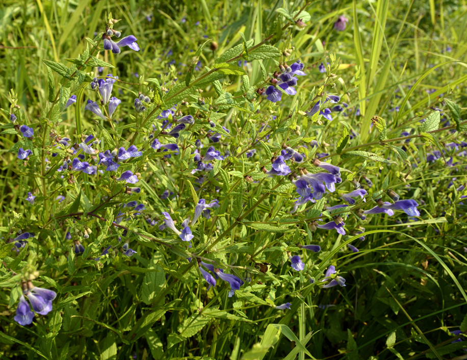 Image of Scutellaria galericulata specimen.