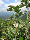 genus Sorbus. Верхушка ветви с незрелыми плодами. Краснодарский край, хр. Ачишхо, ок. 1900 м н.у.м. 01.08.2016.