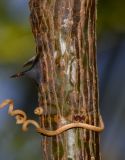 Caesalpinia pulcherrima