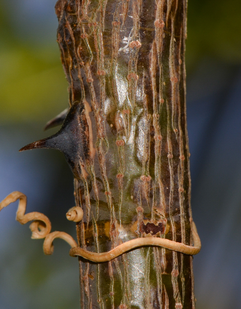 Image of Caesalpinia pulcherrima specimen.