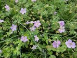 Geranium wlassovianum