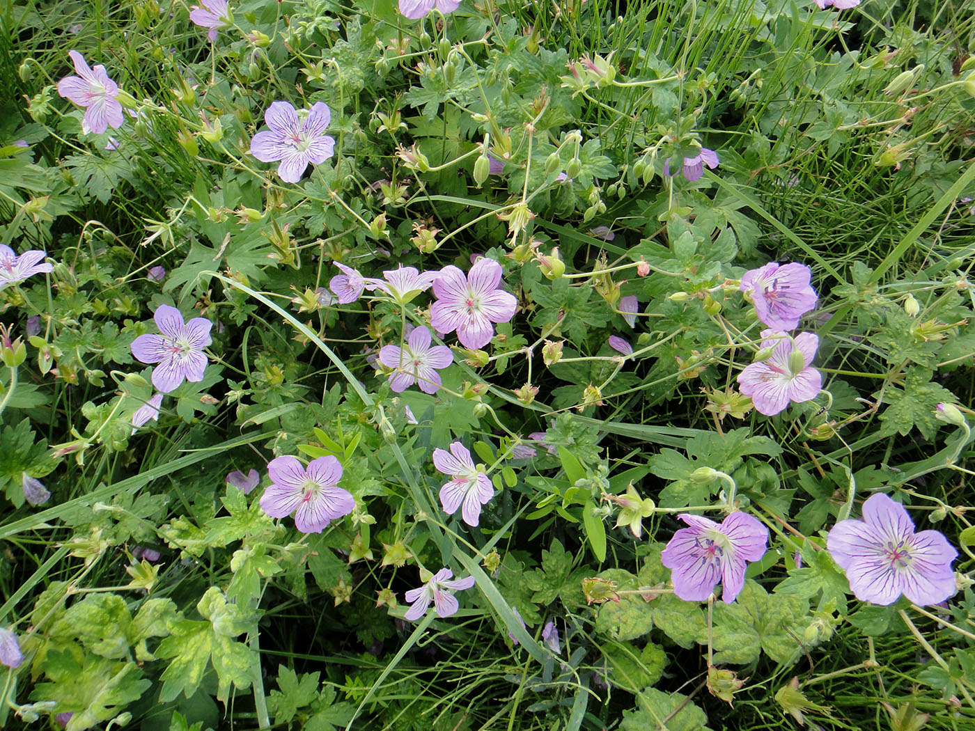 Изображение особи Geranium wlassovianum.