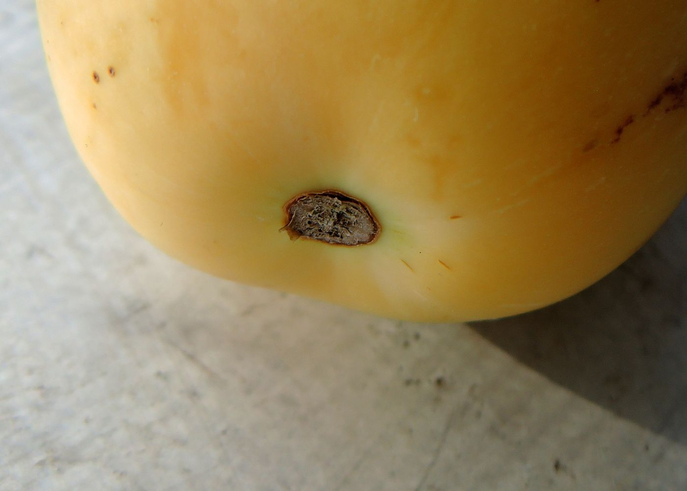 Изображение особи Solanum muricatum.