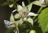 Rubus saxatilis. Цветки. Тверская обл., Кимрский р-н, окр. дер. Ларцево, смешанный лес (ель, осина, берёза). 01.06.2016.