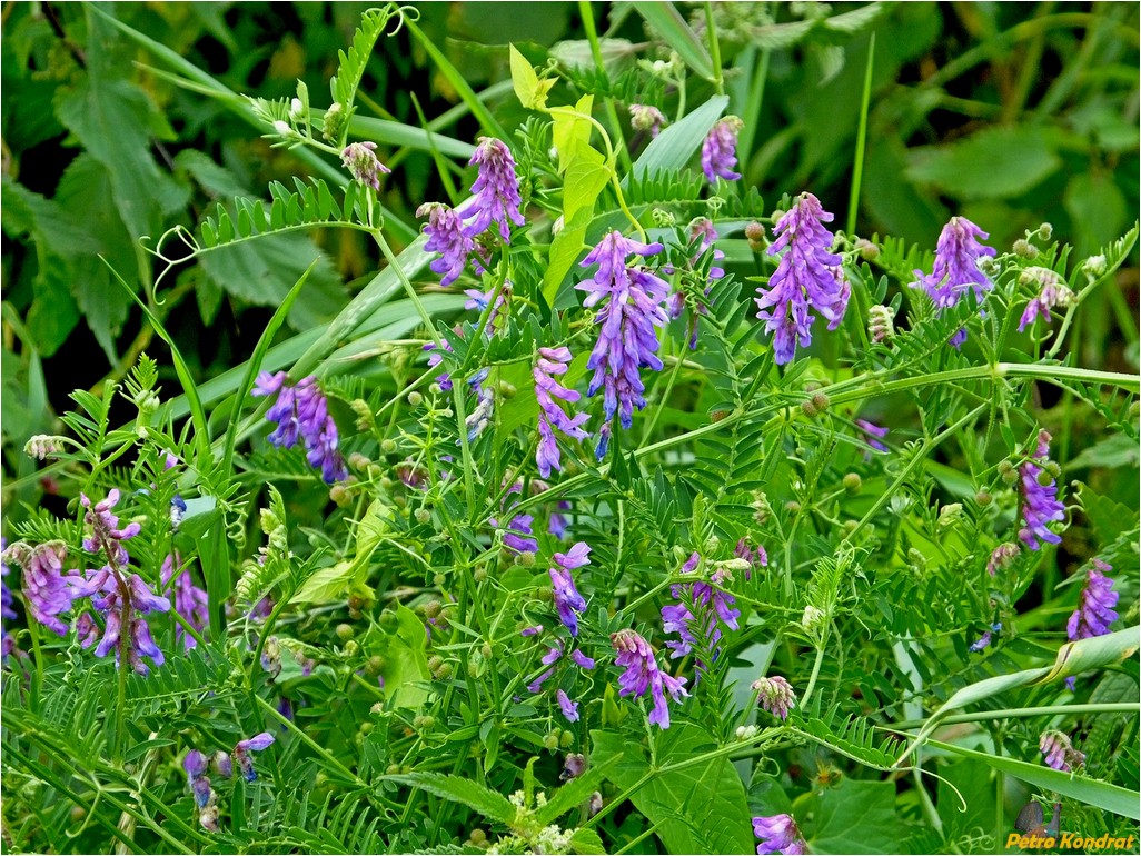 Изображение особи Vicia cracca.