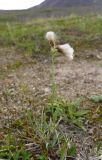 Antennaria lanata