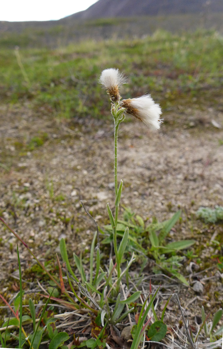 Изображение особи Antennaria lanata.