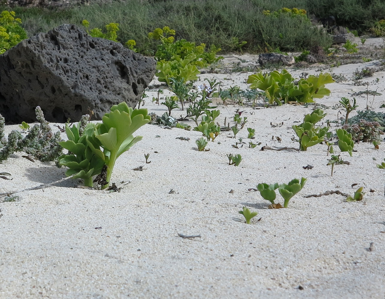 Изображение особи Astydamia latifolia.