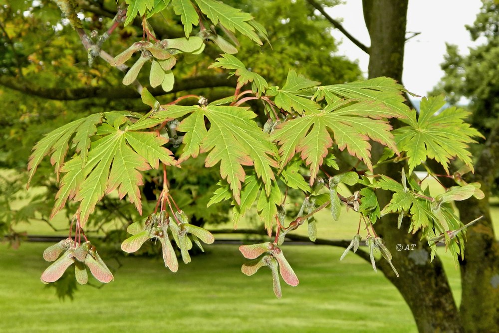 Image of Acer palmatum specimen.