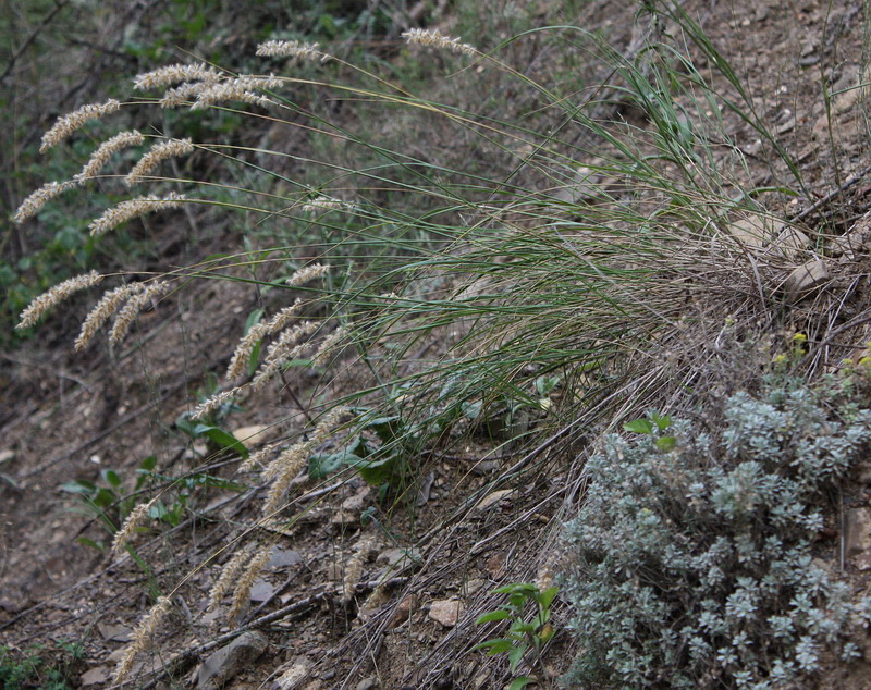 Image of Melica taurica specimen.