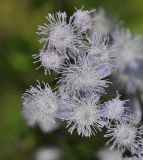 Ageratum conyzoides