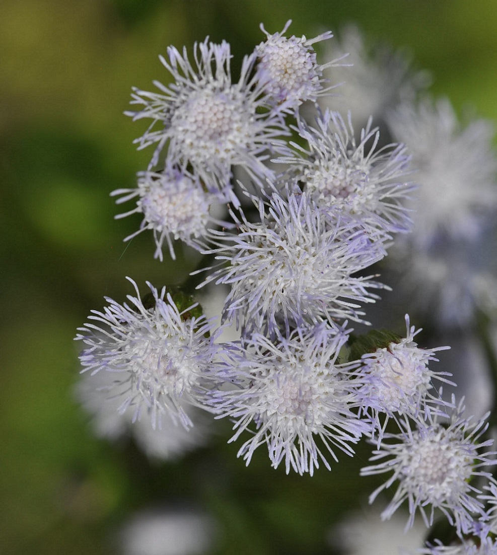 Изображение особи Ageratum conyzoides.