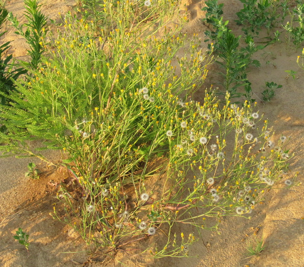 Изображение особи Crepis tectorum.