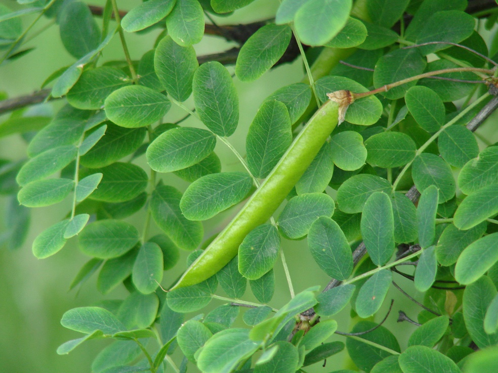 Image of Caragana arborescens specimen.