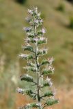 Echium biebersteinii. Верхушка соцветия. Крым, окр. Балаклавы, сухой склон. 06.06.2016.