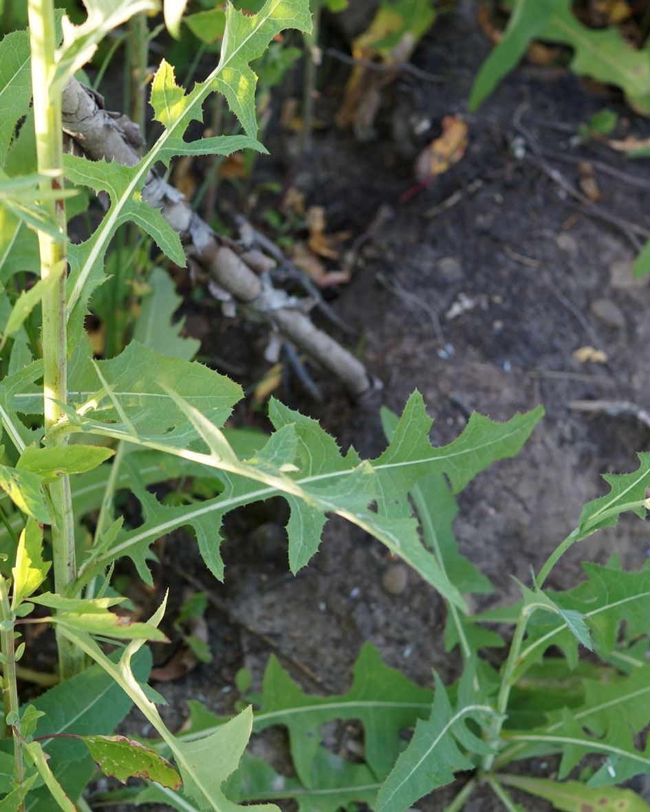 Image of Sonchus arvensis specimen.
