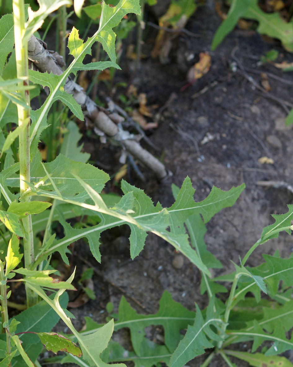 Изображение особи Sonchus arvensis.