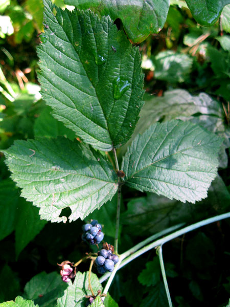 Изображение особи Rubus caesius.